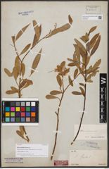 Foto von Salix australior Andersson
